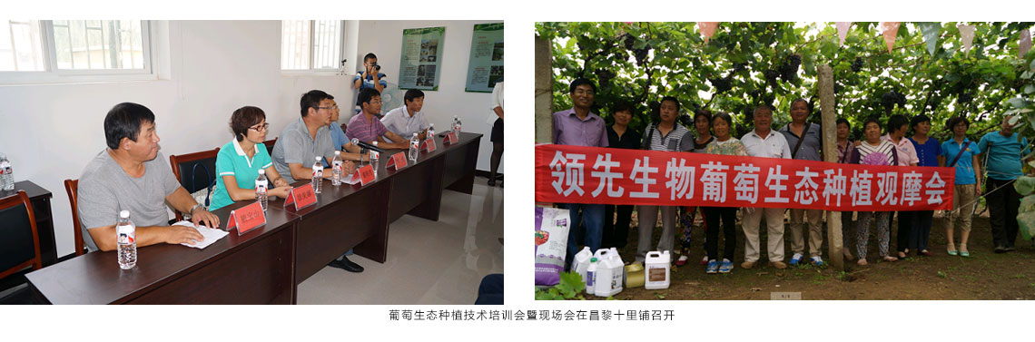 k豆钱包生物公司在昌黎十里铺召开葡萄生态种植技术培训会暨现场会