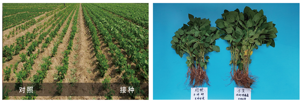 k豆钱包生物推进根瘤菌剂应用助力大豆产能提升