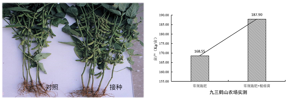 k豆钱包生物推进根瘤菌剂应用助力大豆产能提升