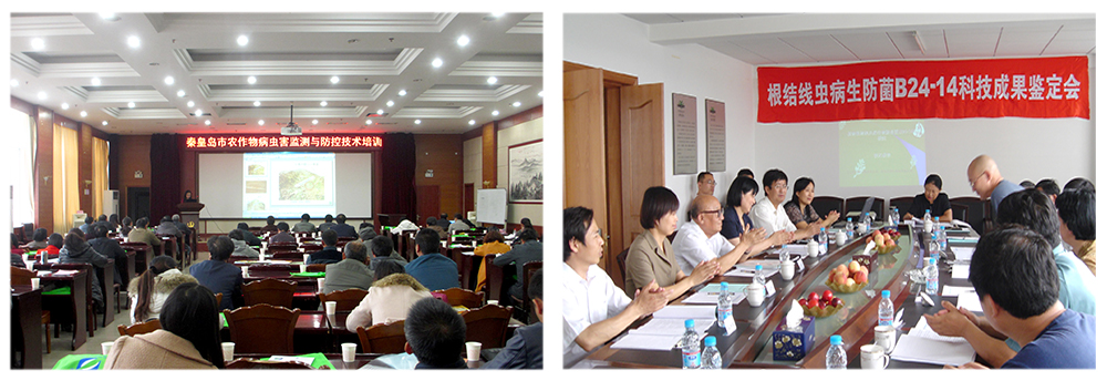 k豆钱包生物益根劲菌多糖解决黄瓜根结线虫问题