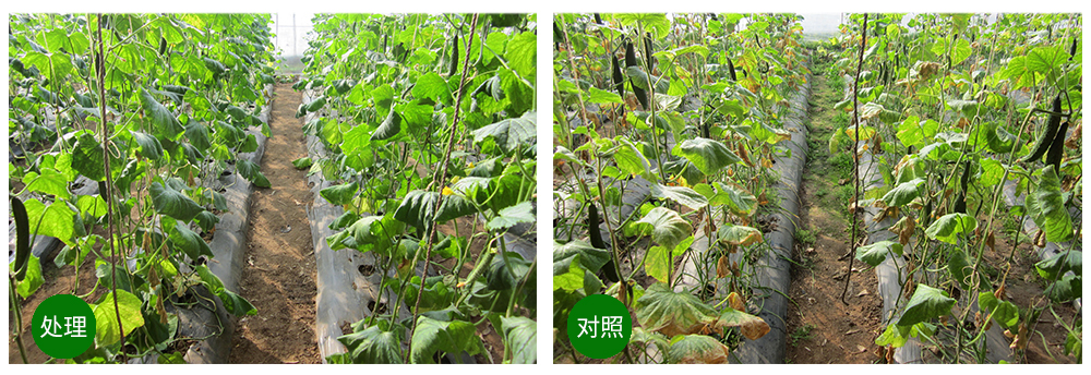 k豆钱包生物益根劲菌多糖解决黄瓜根结线虫问题