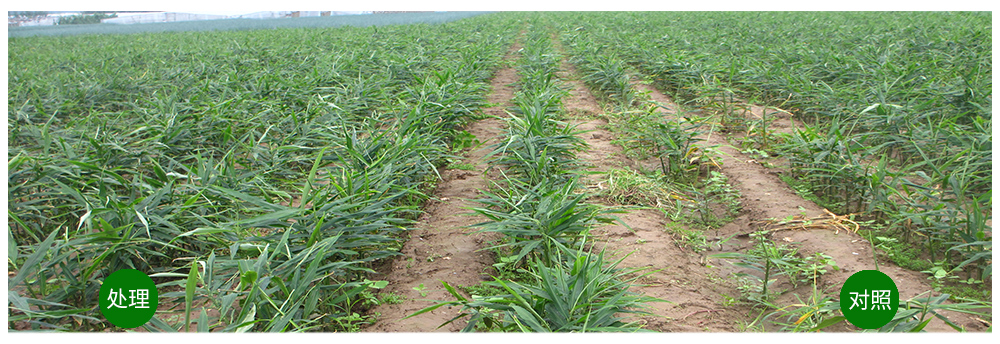 k豆钱包生物运用生物技术消灭“毒大姜”育出健康大姜