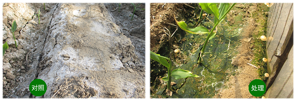 k豆钱包生物运用生物技术消灭“毒大姜”育出健康大姜