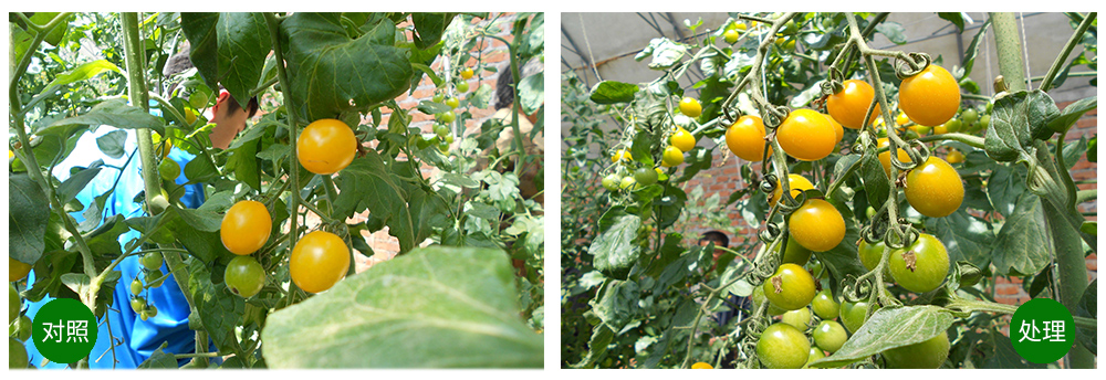 k豆钱包生物海葆素让作物“吃”上深海新营养